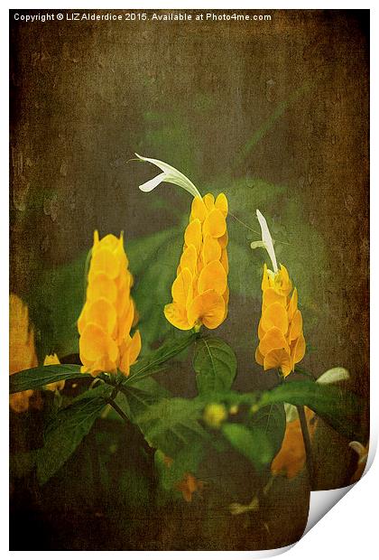 Golden Shrimp Plant Print by LIZ Alderdice