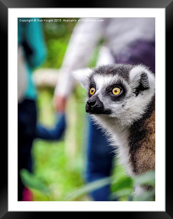  Lemur Framed Mounted Print by Sue Knight