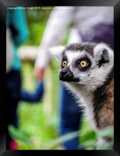  Lemur Framed Print by Sue Knight