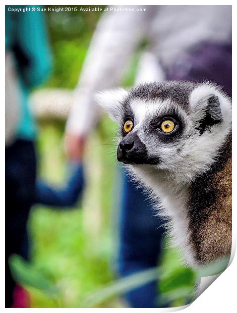  Lemur Print by Sue Knight
