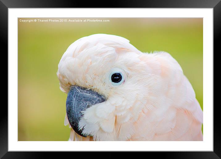  Moluccan Cockatoo Framed Mounted Print by Thanet Photos