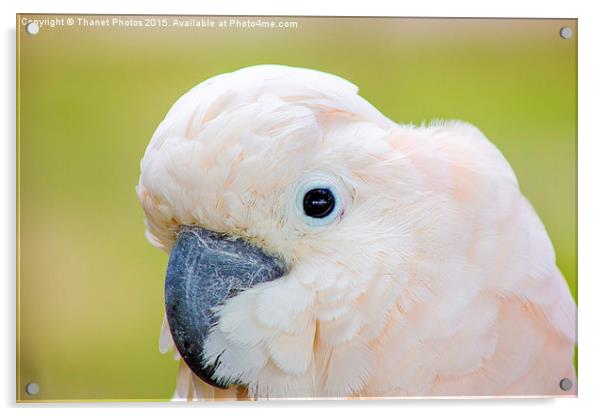  Moluccan Cockatoo Acrylic by Thanet Photos