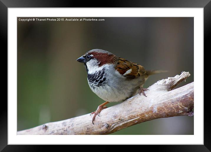  House Sparrow Framed Mounted Print by Thanet Photos