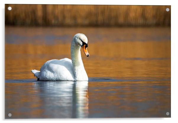  On Golden Pond Acrylic by Danny McCarthy