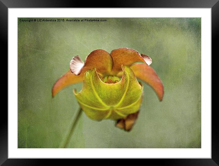  Pitcher Plant Flower Framed Mounted Print by LIZ Alderdice