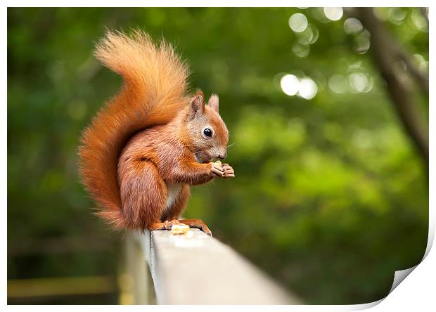  Red Squirrel Print by Danny McCarthy