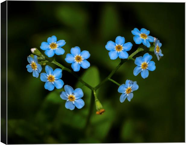  Forget me Not Canvas Print by David Schofield