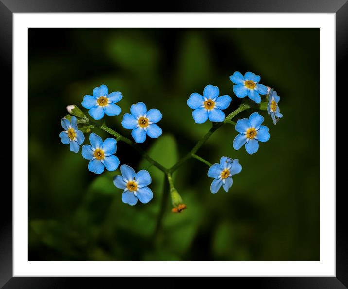  Forget me Not Framed Mounted Print by David Schofield
