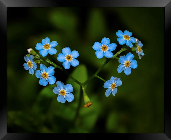  Forget me Not Framed Print by David Schofield