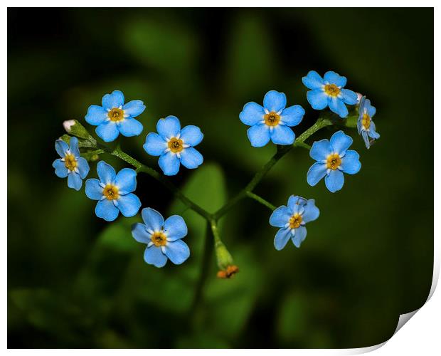  Forget me Not Print by David Schofield