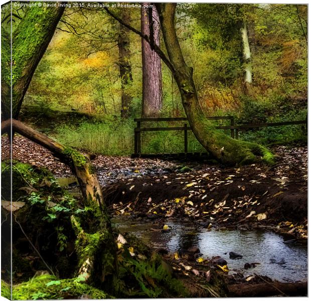  Stocksfield Woods Northumberland Canvas Print by David Irving