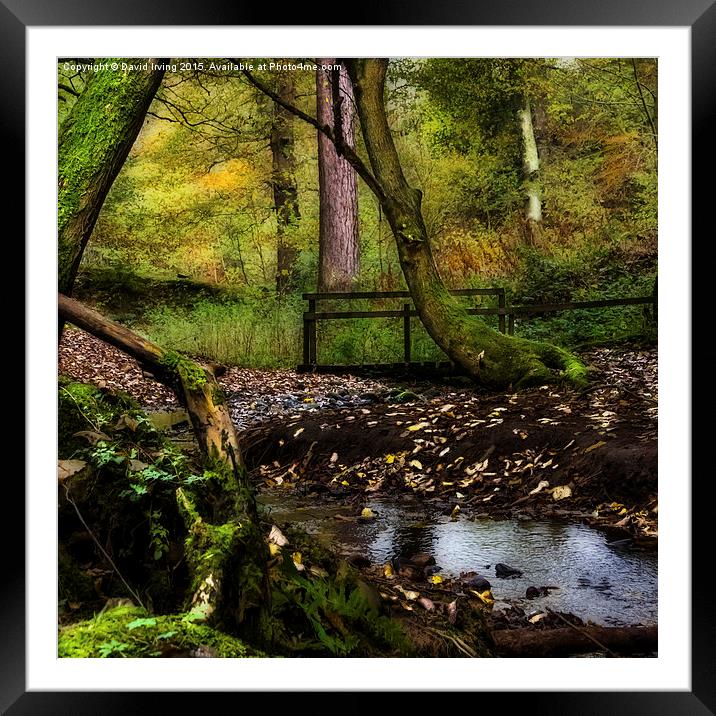  Stocksfield Woods Northumberland Framed Mounted Print by David Irving