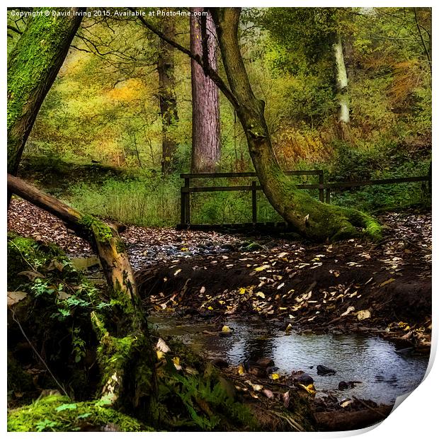  Stocksfield Woods Northumberland Print by David Irving