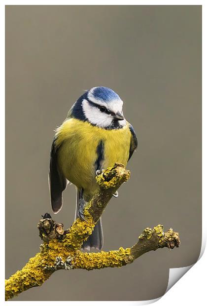  Macho blue tit Print by Ian Duffield