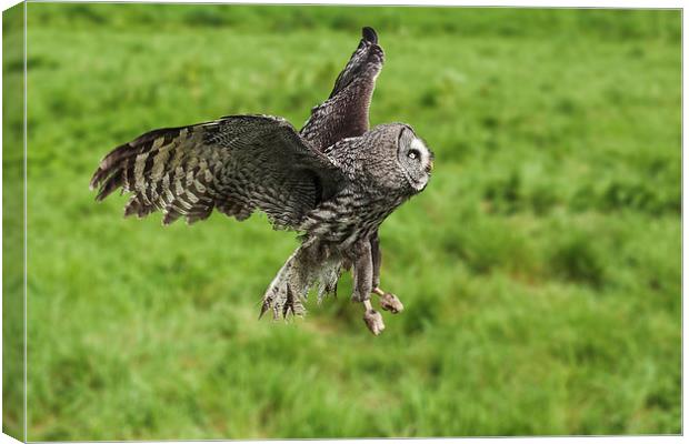 Great grey owl in flight  Canvas Print by Ian Duffield