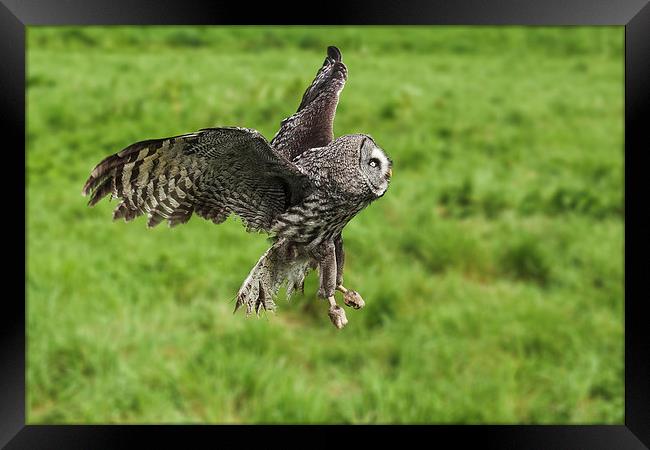 Great grey owl in flight  Framed Print by Ian Duffield