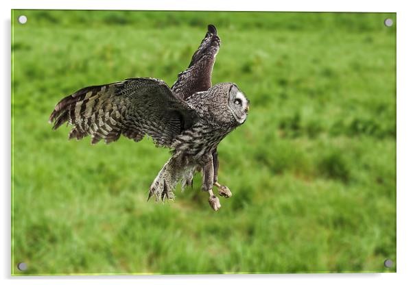 Great grey owl in flight  Acrylic by Ian Duffield