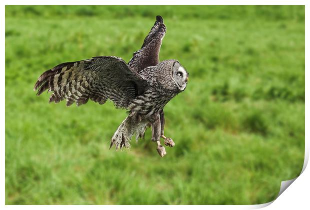 Great grey owl in flight  Print by Ian Duffield