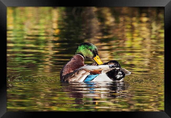  Preening mallard amidst beautiful reflections Framed Print by Ian Duffield