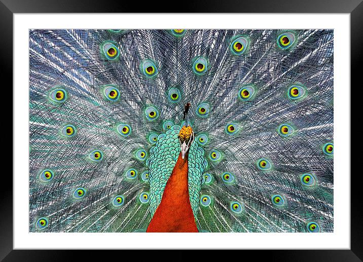  Peacock Framed Mounted Print by Tony Bates