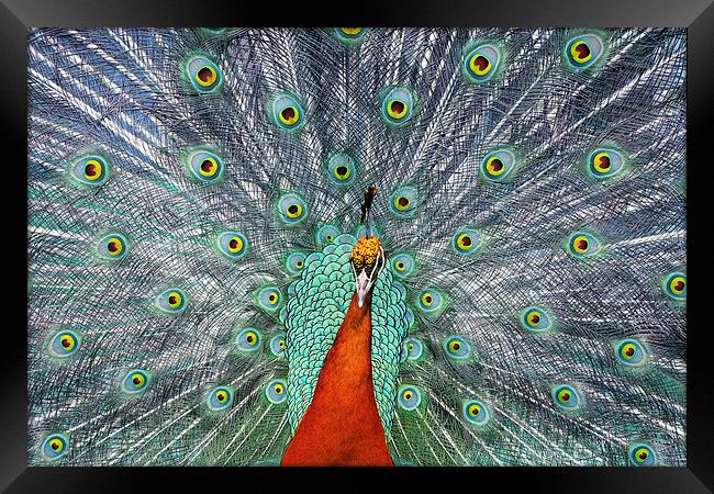  Peacock Framed Print by Tony Bates