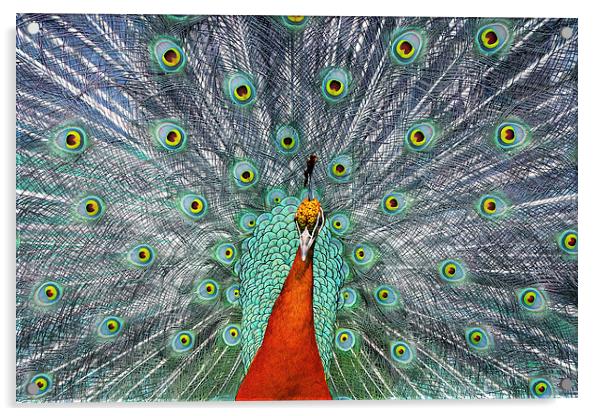  Peacock Acrylic by Tony Bates