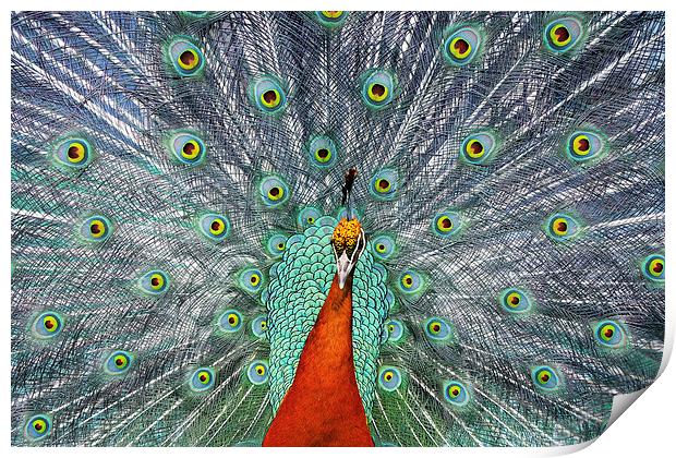  Peacock Print by Tony Bates
