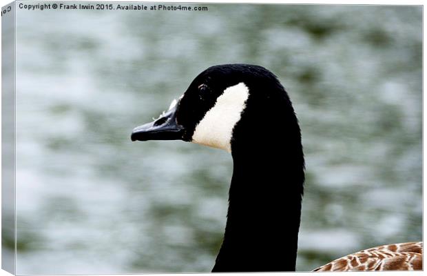  Close up of a Canada Goose Canvas Print by Frank Irwin