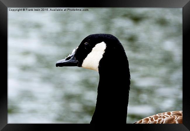  Close up of a Canada Goose Framed Print by Frank Irwin