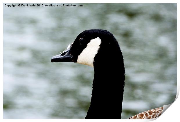  Close up of a Canada Goose Print by Frank Irwin