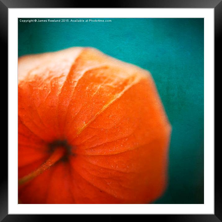 Physalis, Chinese Lantern up close Framed Mounted Print by James Rowland
