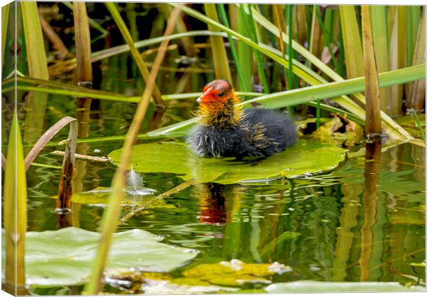  Coot Chick - New to the World Canvas Print by mhfore Photography