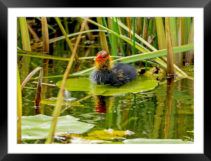 Coot Chick - New to the World Framed Mounted Print by mhfore Photography