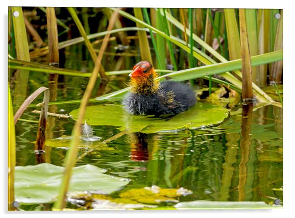  Coot Chick - New to the World Acrylic by mhfore Photography