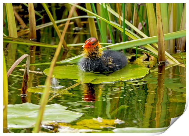  Coot Chick - New to the World Print by mhfore Photography