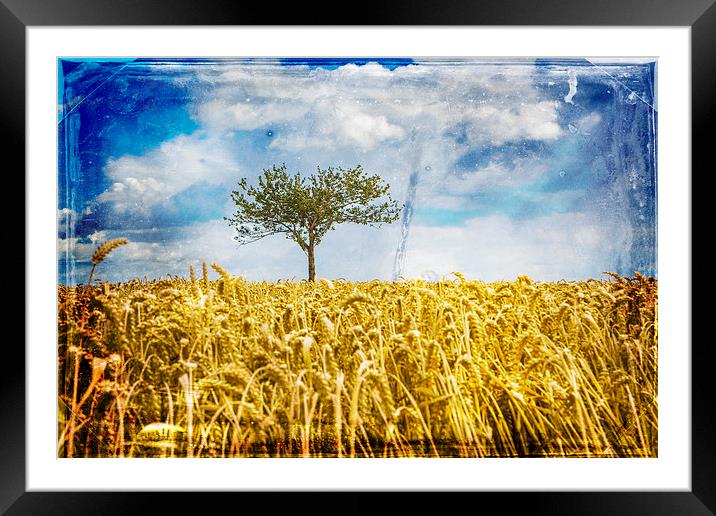  Single tree in a wheat field Framed Mounted Print by David Hare