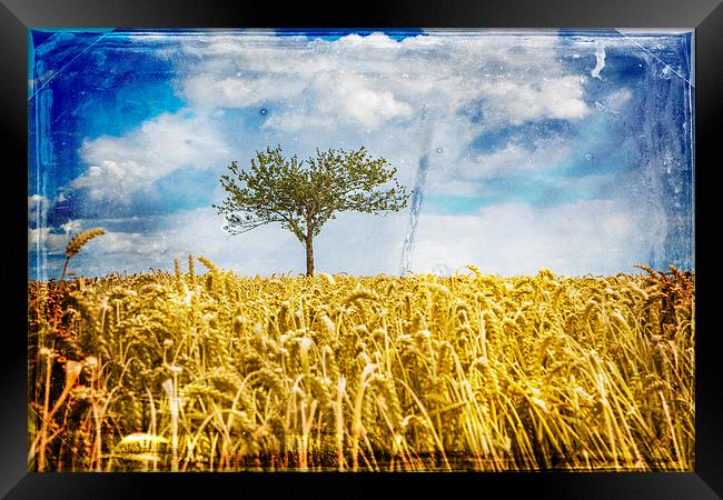  Single tree in a wheat field Framed Print by David Hare