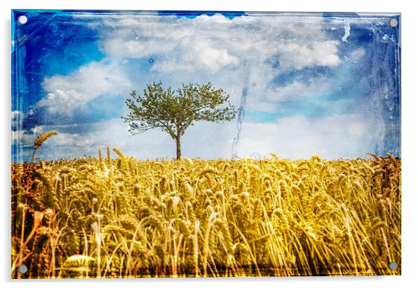  Single tree in a wheat field Acrylic by David Hare
