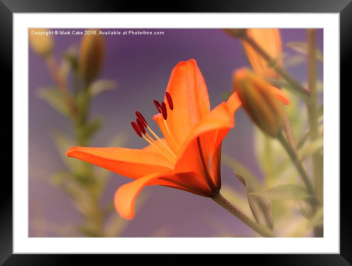  Orange Lilly  Framed Mounted Print by Mark Cake