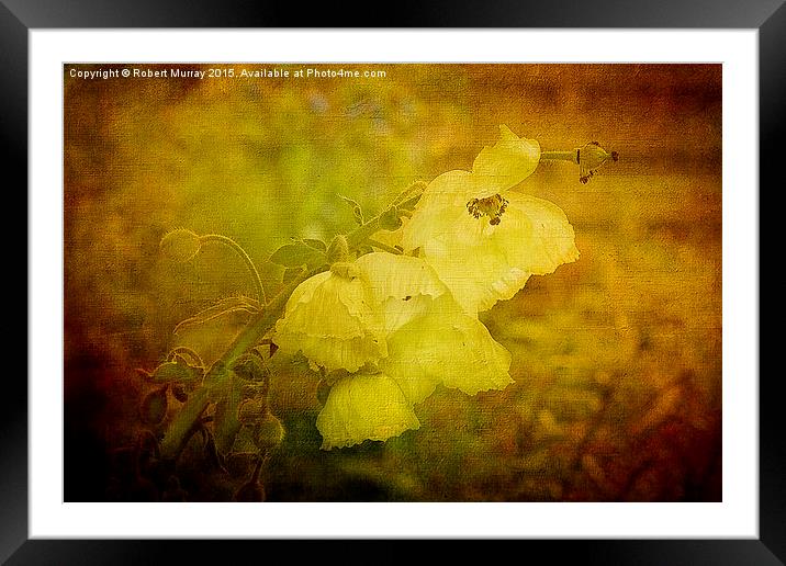  Meconopsis napaulensis Framed Mounted Print by Robert Murray