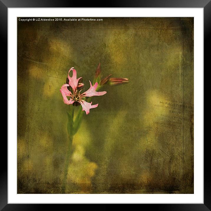  Ragged Robin Framed Mounted Print by LIZ Alderdice