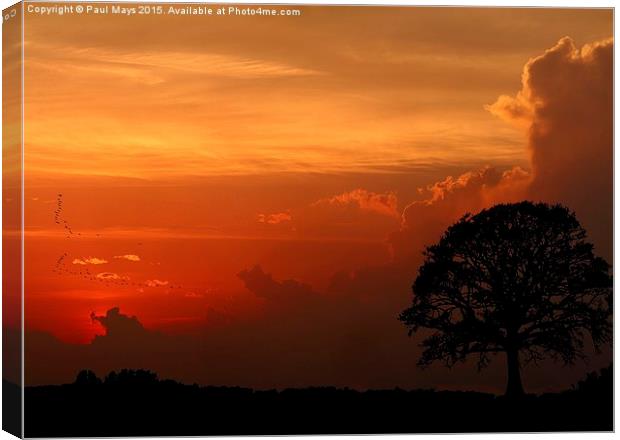  A Tree Canvas Print by Paul Mays