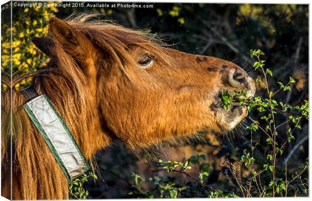 New Forest Pony enjoying a nibble! Canvas Print by Sue Knight