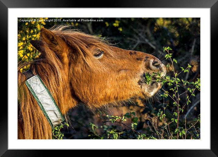  New Forest Pony enjoying a nibble! Framed Mounted Print by Sue Knight