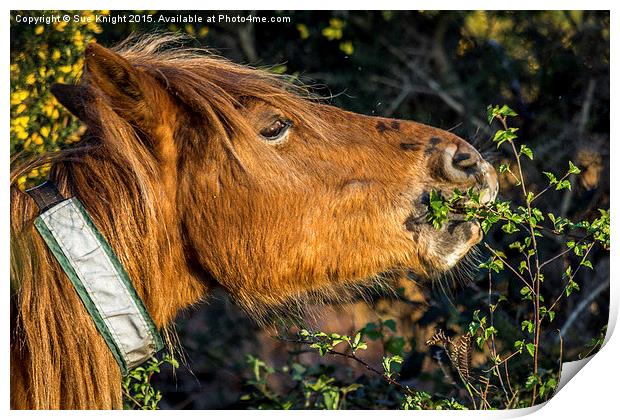  New Forest Pony enjoying a nibble! Print by Sue Knight