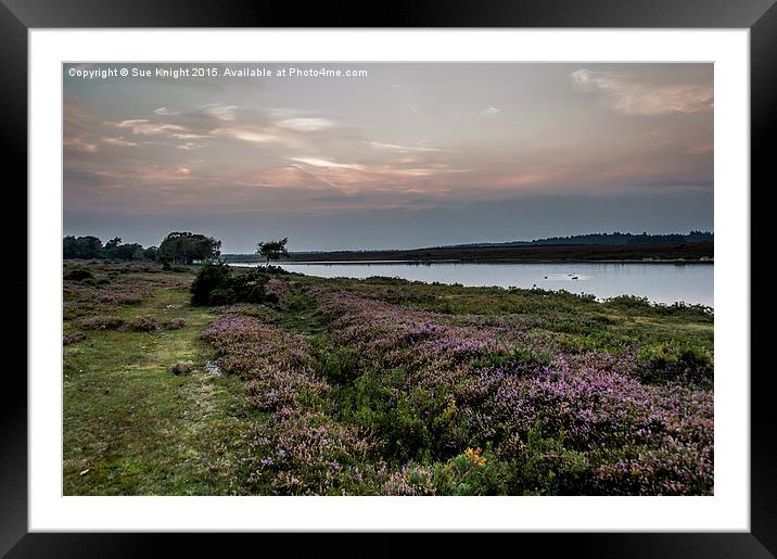  A view across Hatchet pond,New Forest Framed Mounted Print by Sue Knight