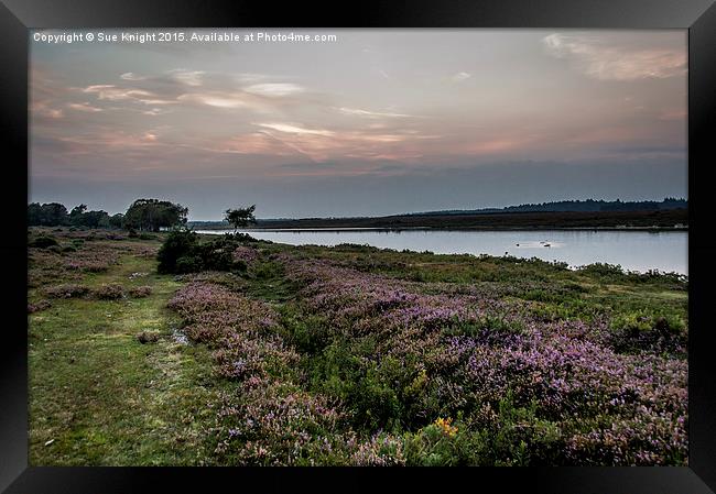  A view across Hatchet pond,New Forest Framed Print by Sue Knight