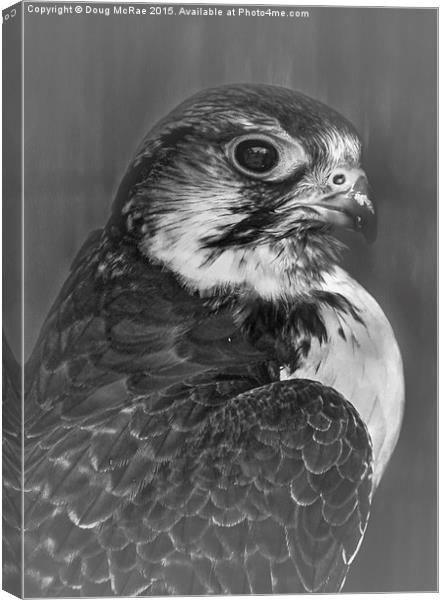  Cooper's hawk  Canvas Print by Doug McRae