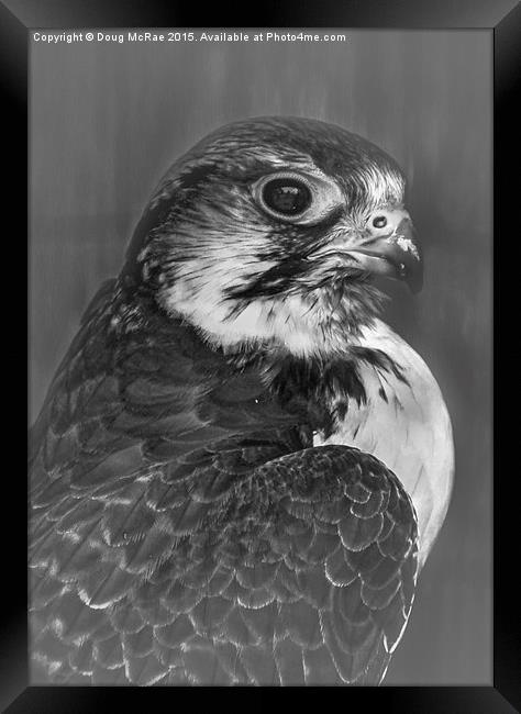 Cooper's hawk  Framed Print by Doug McRae
