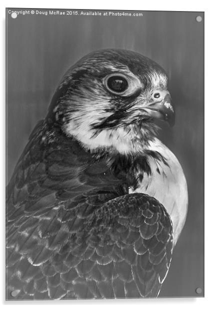  Cooper's hawk  Acrylic by Doug McRae